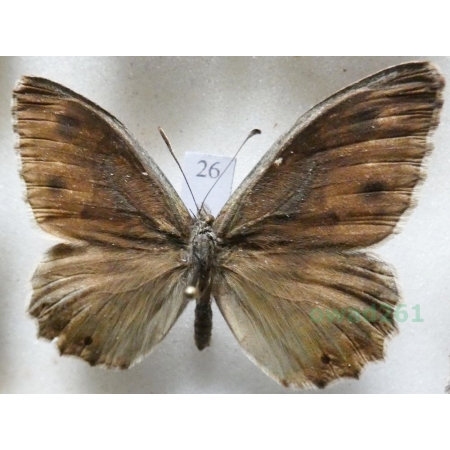 Hipparchia statilinus (Hufnagel, 1766) male Skalnik statilinus Hungaria26